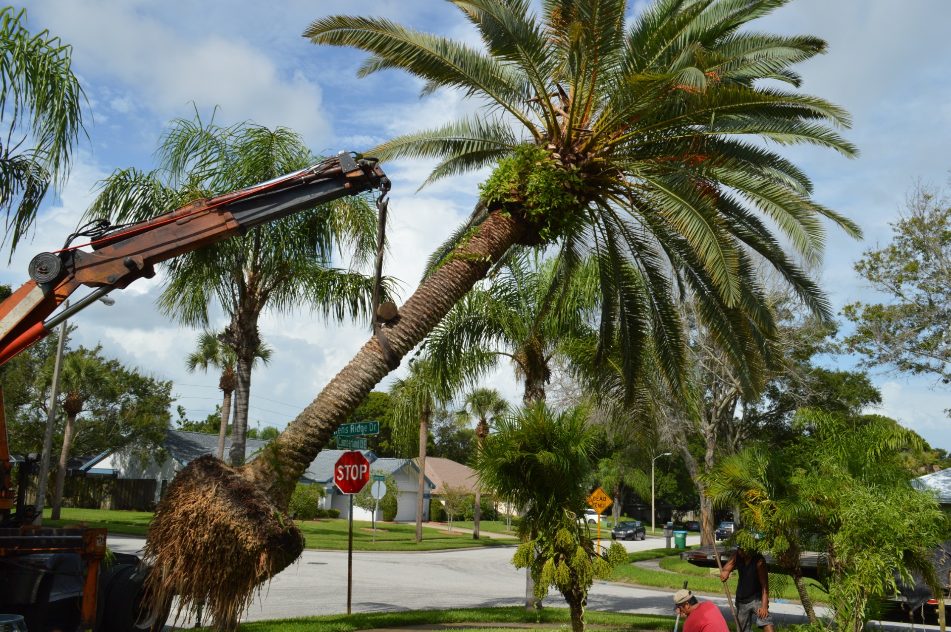 Supply & installation of Palm Trees