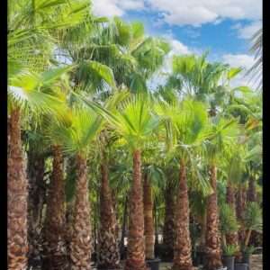 Healthy Washingtonia palm trees in UAE nursery under clear blue sky – ideal for landscaping and garden decoration
