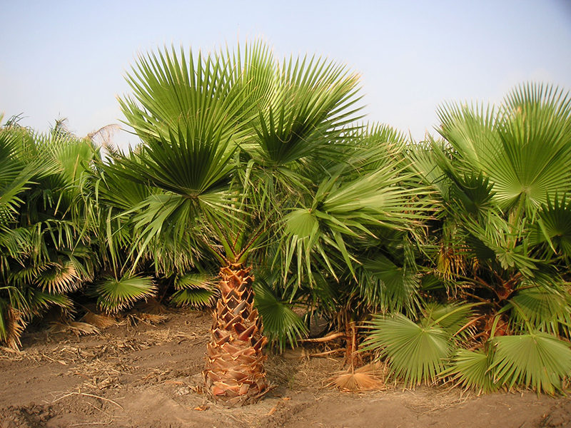 Palm Trees for Sale