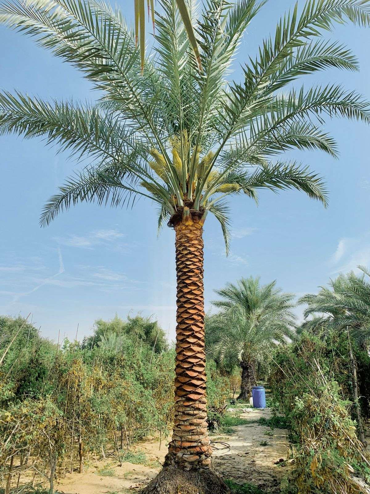 Majestic date palm tree standing tall in a sunny desert plantation with clear blue sky."