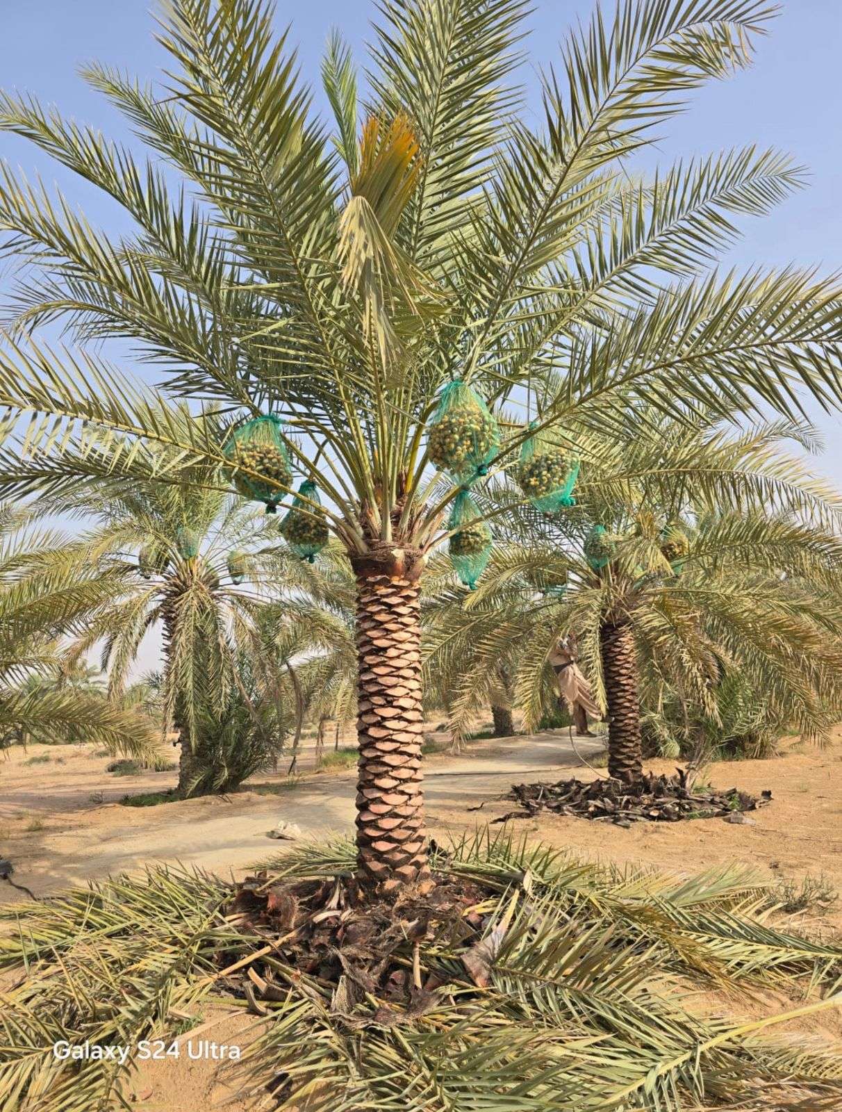 Phoenix Dactylifera Date Palm - Image 4