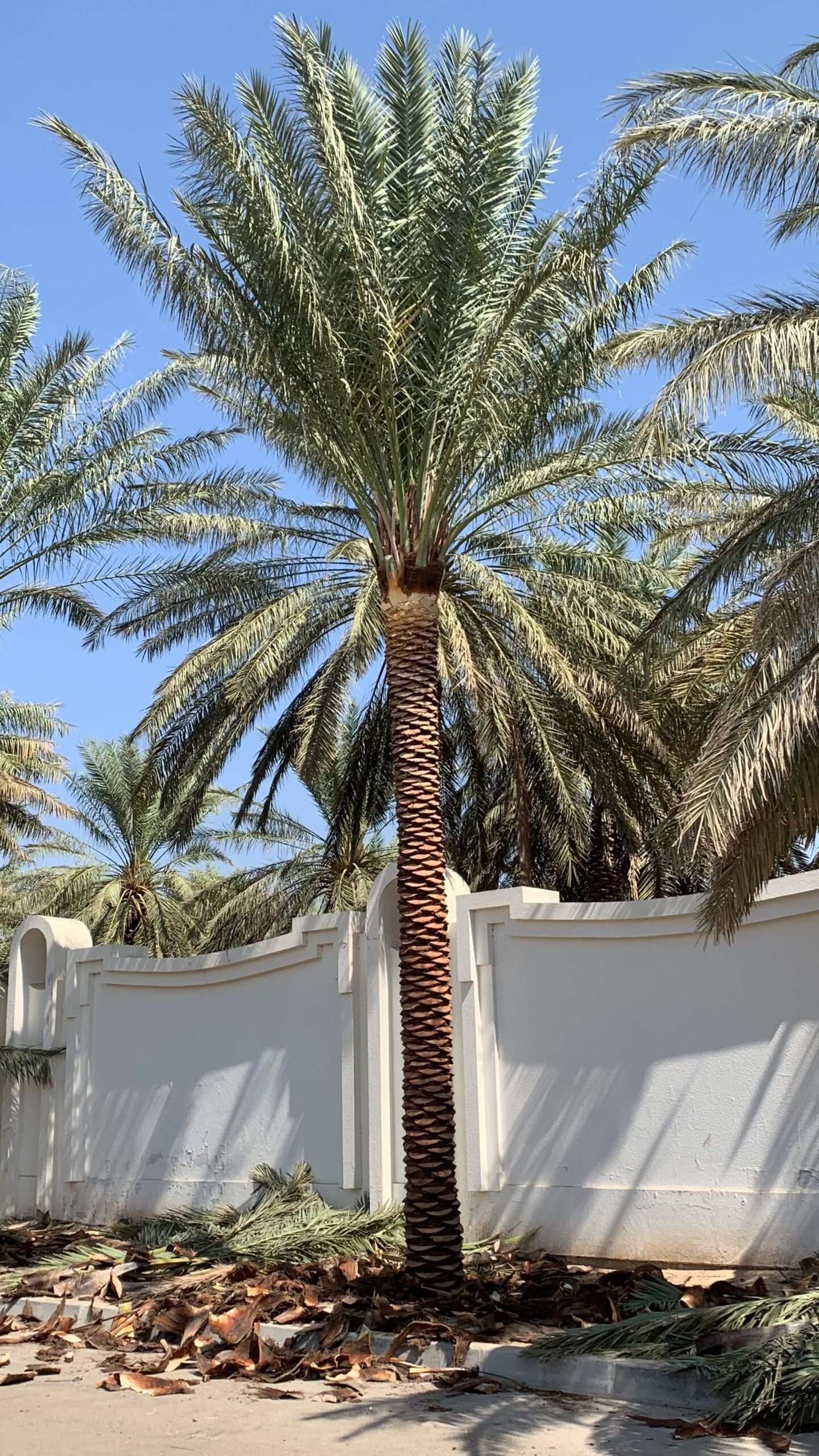Phoenix Dactylifera Date Palm - Image 7