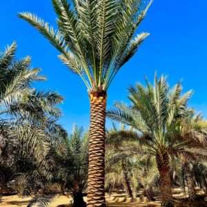 "A tall date palm tree with a patterned trunk and green fronds, standing under a clear blue sky in a desert grove