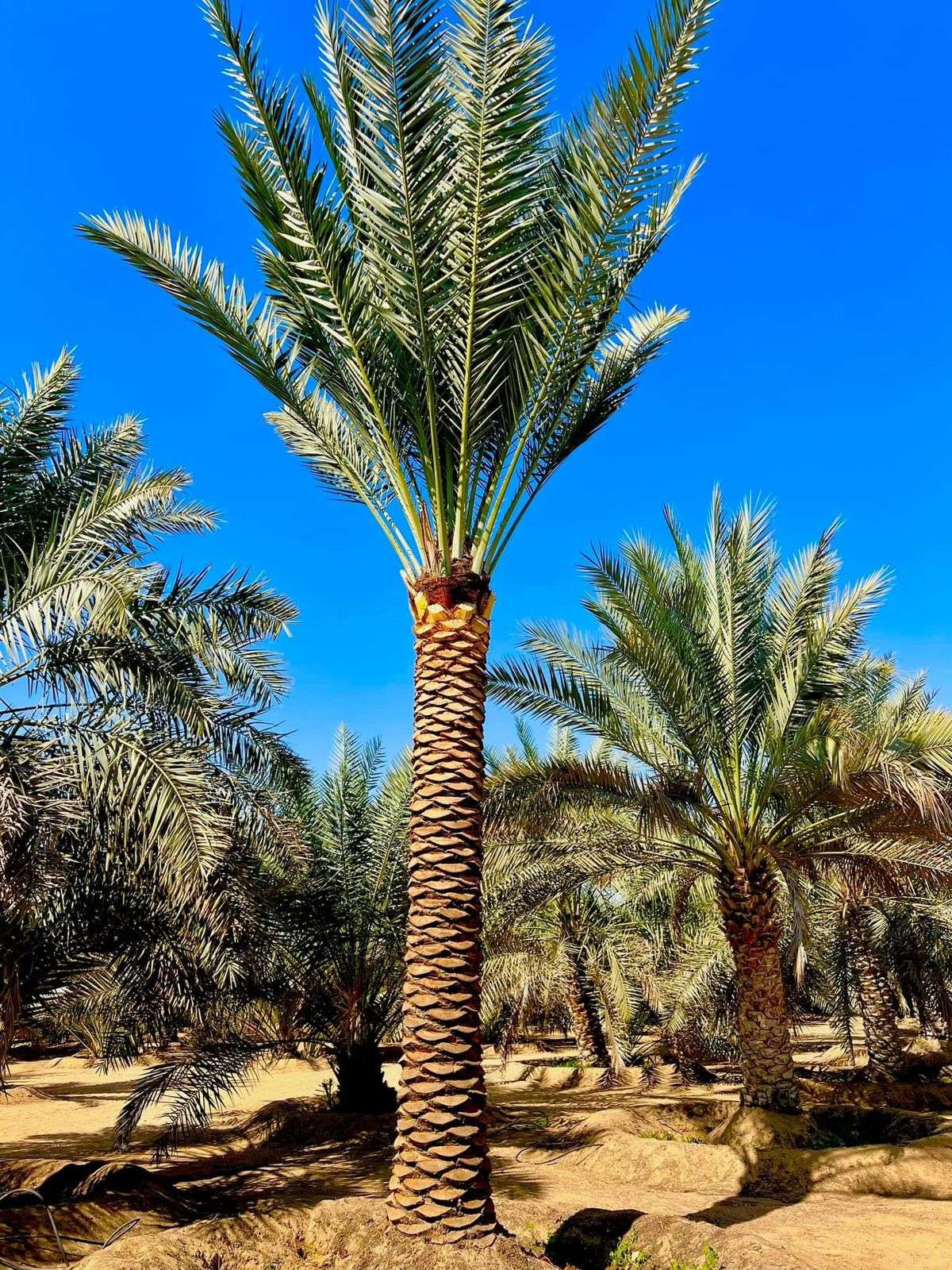 "A tall date palm tree with a patterned trunk and green fronds, standing under a clear blue sky in a desert grove
