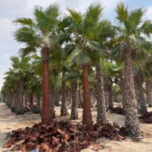 A row of tall Washingtonia robusta palms with trimmed trunks and fan-shaped green leaves, surrounded by piles of fallen fronds on sandy soil under a partly cloudy sky.