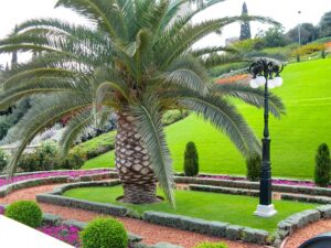 Palm Tree Landscaping UAE