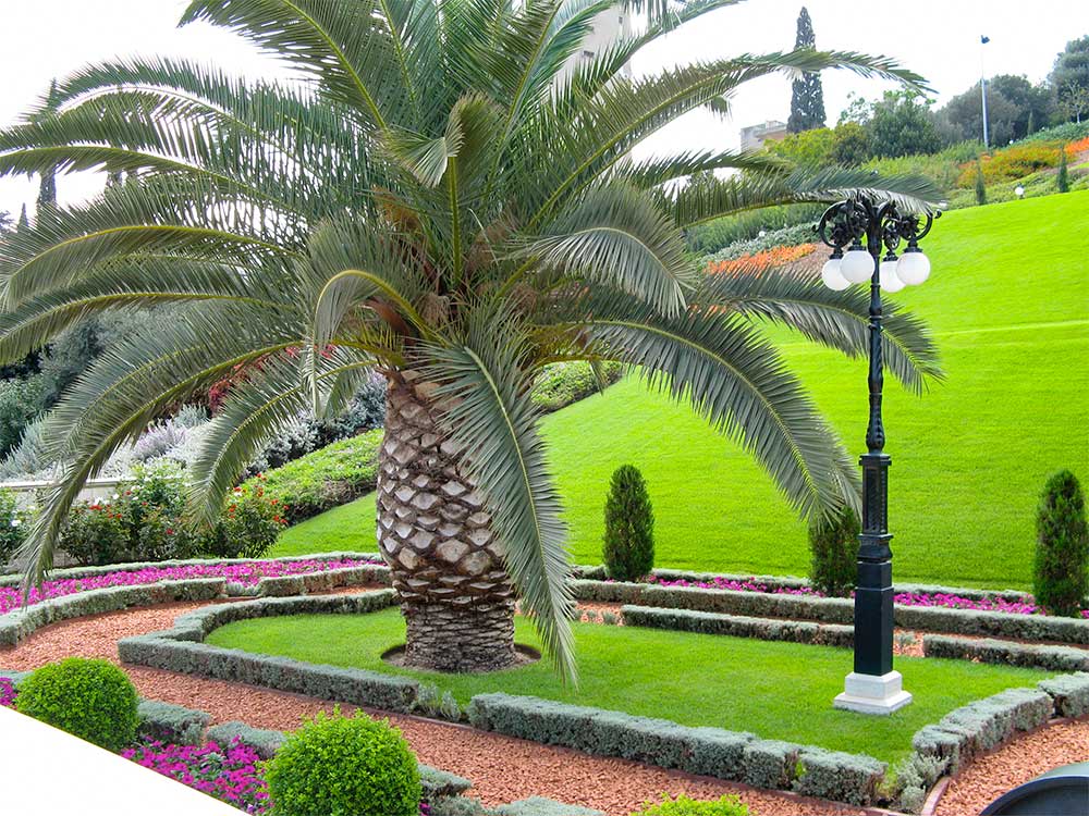 Palm Tree Landscaping UAE