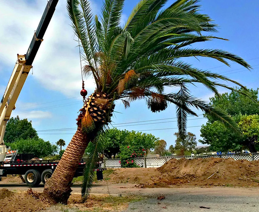 Palm Tree Removal Services