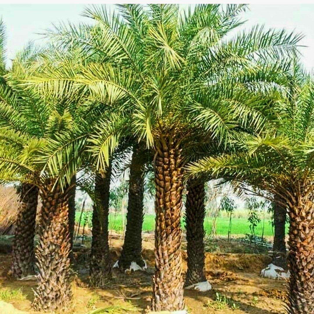 Phoenix Dactylifera – The Iconic Date Palm dubai