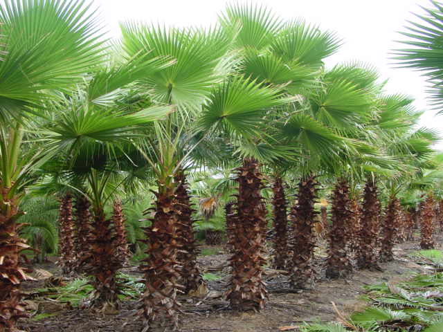 The Washingtonia Palm Tree