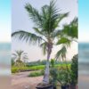 Premium coconut tree ready for planting in UAE