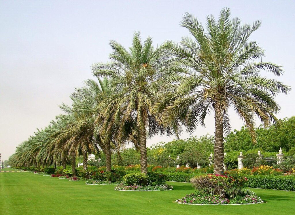 Date Palm Trees UAE – Premium Supplier & Installer