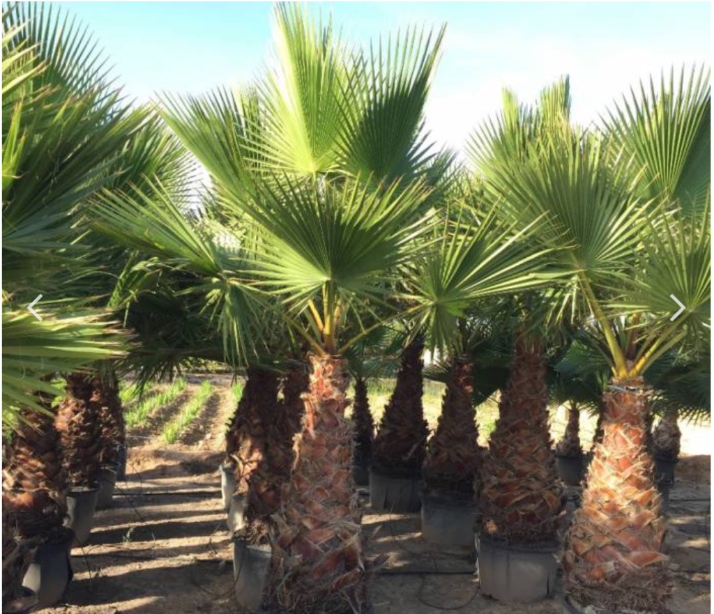 Premium Washington Palm Supply & Installation in the UAE