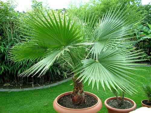 Washington Palm Trees UAE