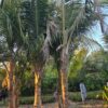 Coconut Palm Tree - Image 2