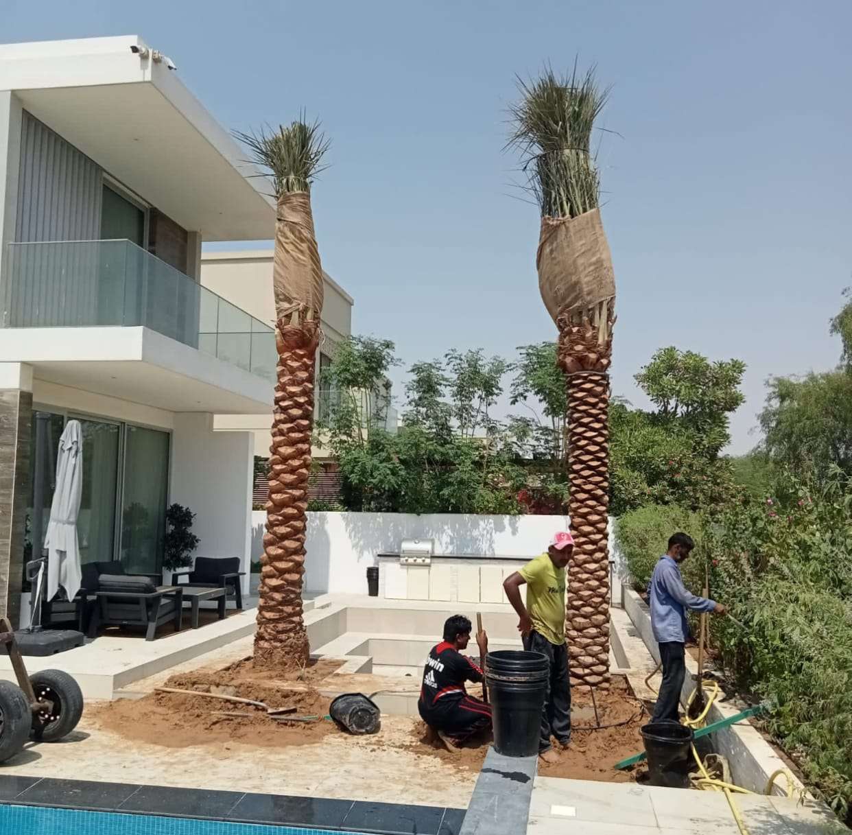 Date palm tree plantation in Dubai, UAE – workers planting freshly transplanted palm trees near a luxury modern villa with outdoor seating and swimming pool under bright sunny weather.