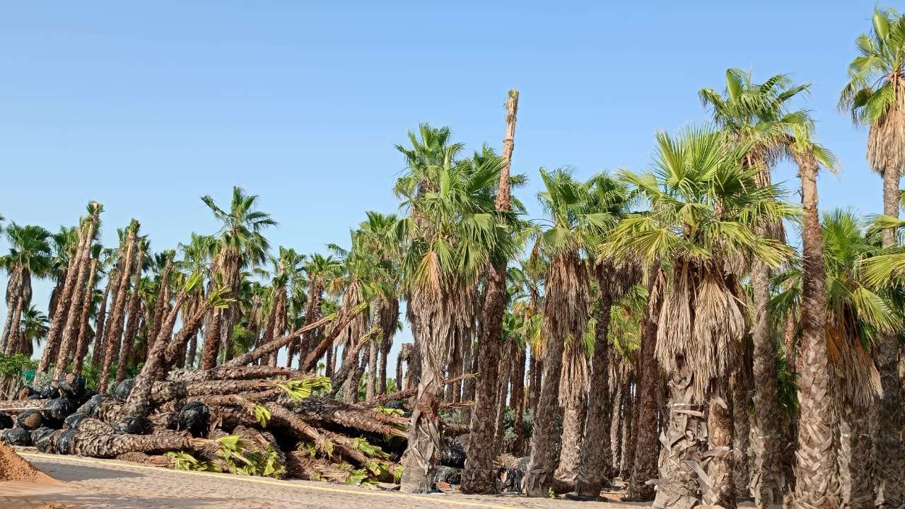 Large collection of Washingtonia palm trees ready for landscaping and transplantation in Dubai, UAE – freshly uprooted palm trees lying beside standing palms under a clear blue sky in a desert nursery