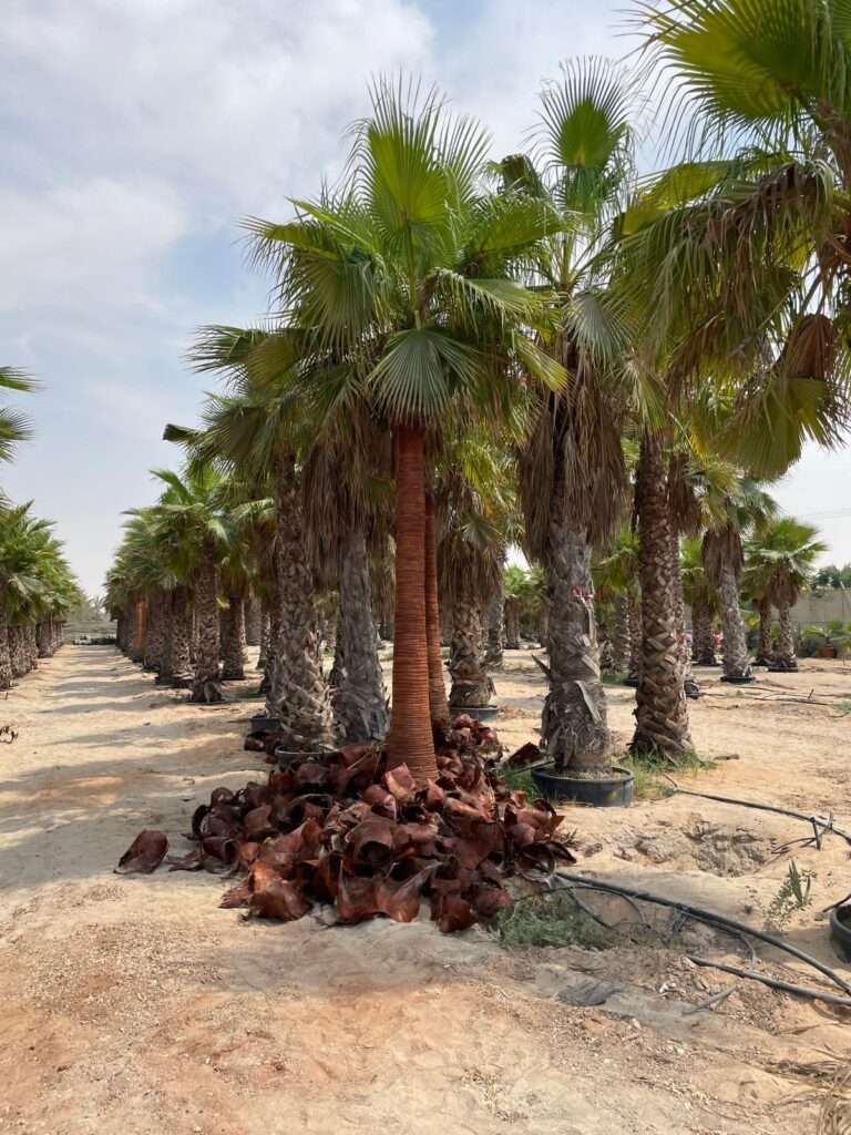 Row of Washingtonia palm trees in a plantation after pruning, ready for supply and planting.
