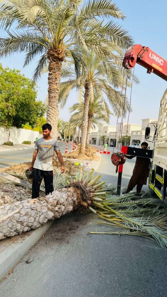 Professional palm tree removal UAE including stump removal and cutting services