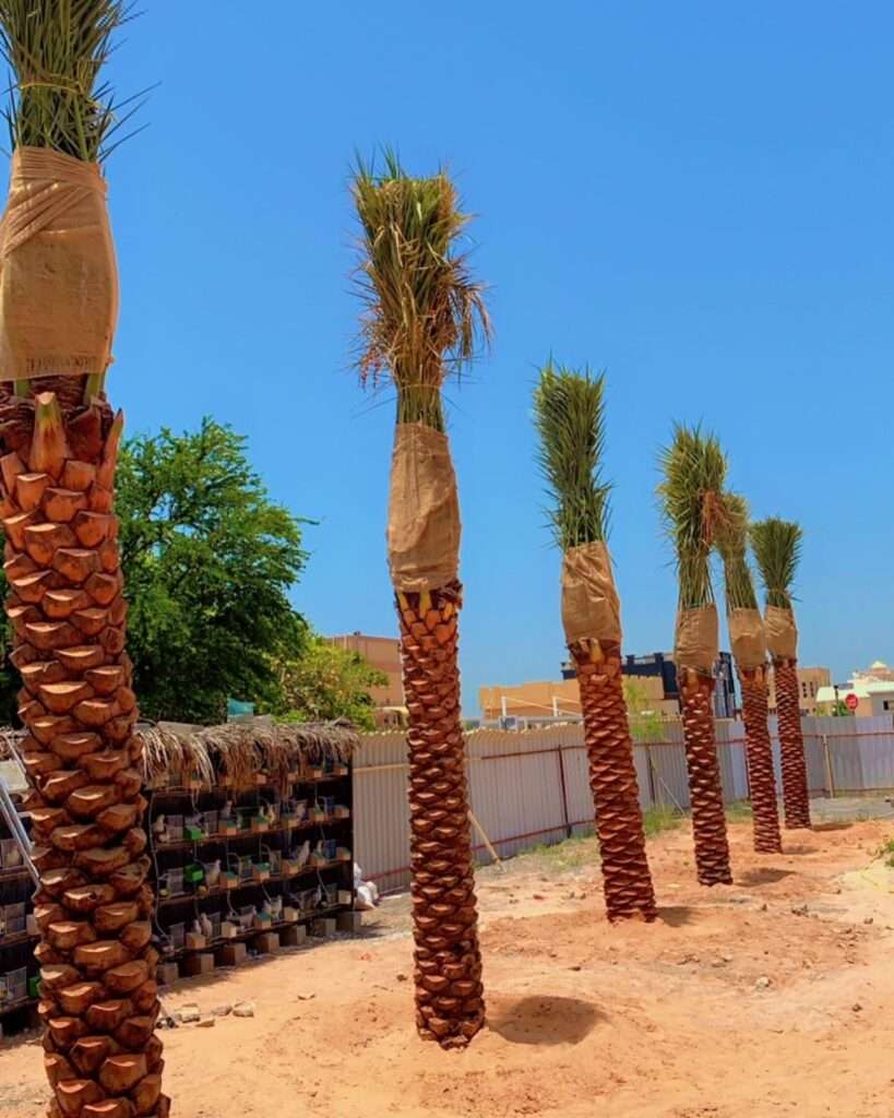 dare palm tree supplier