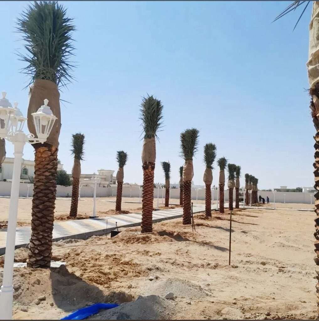 Mature date palm trees for landscaping projects