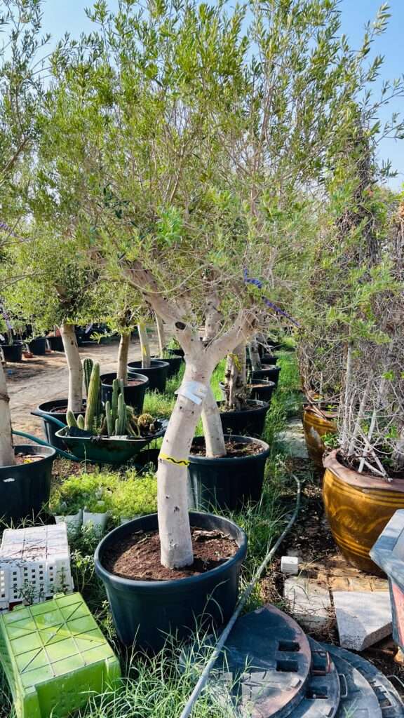 Elegant Mediterranean olive tree with sunlit leaves and twisted branches, symbolizing tradition and sustainability
