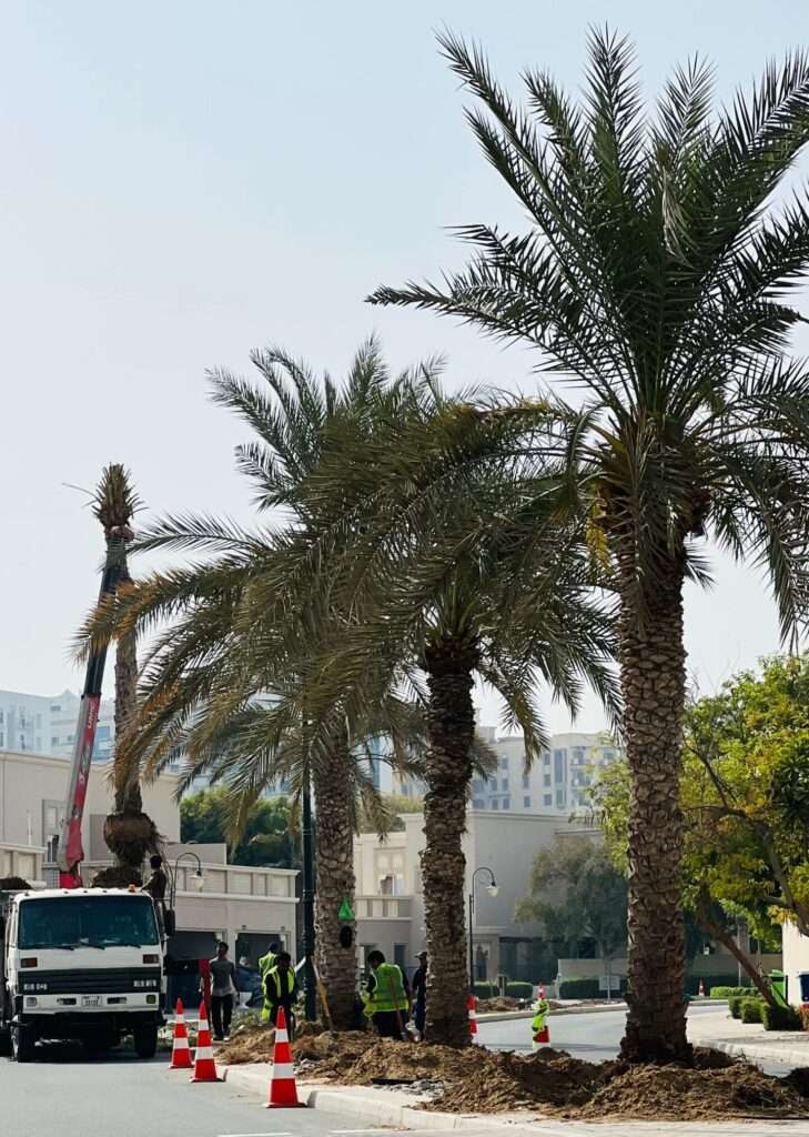 "Date palm tree removal service by Proscape FM LLC in UAE – safe palm cutting, stump removal, and site clearance