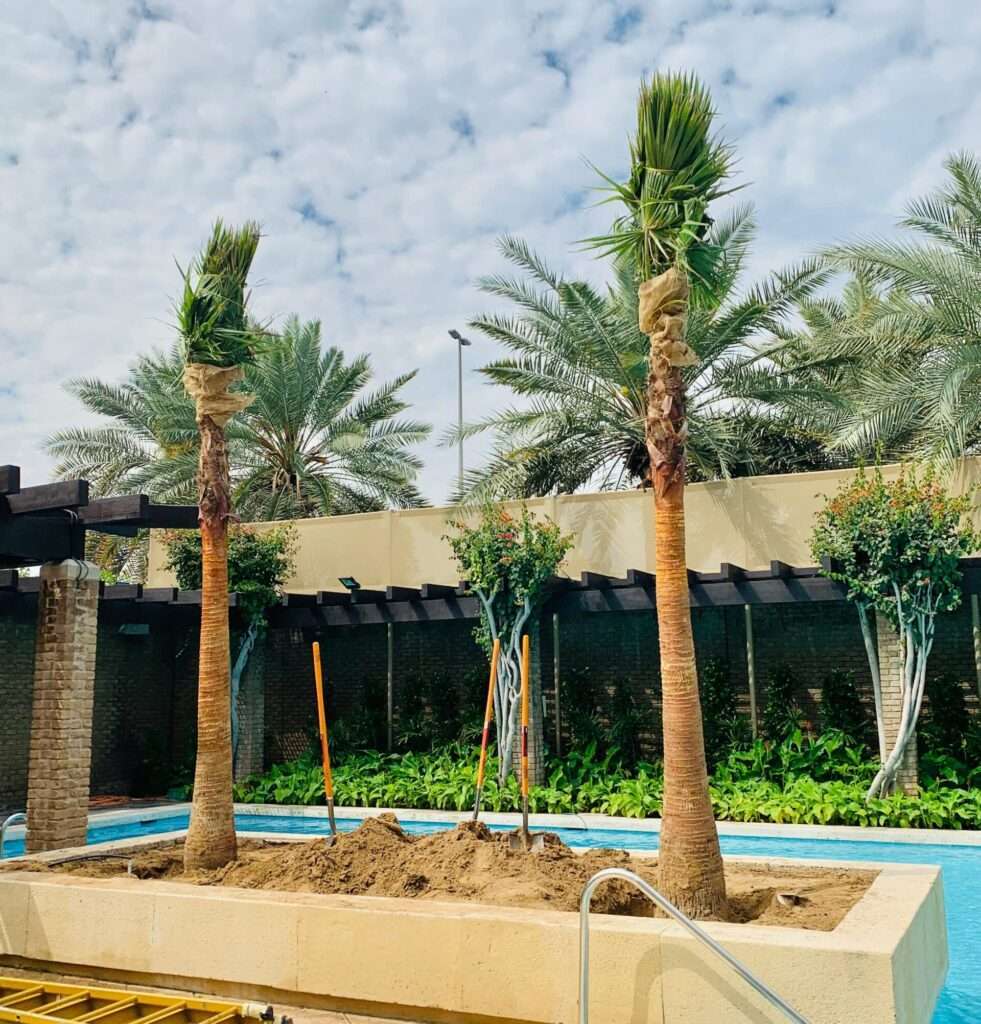 Proscape FM LLC installing date palm and Washingtonia palm trees for White Star General Trading LLC in UAE – expert palm planting and landscaping servic