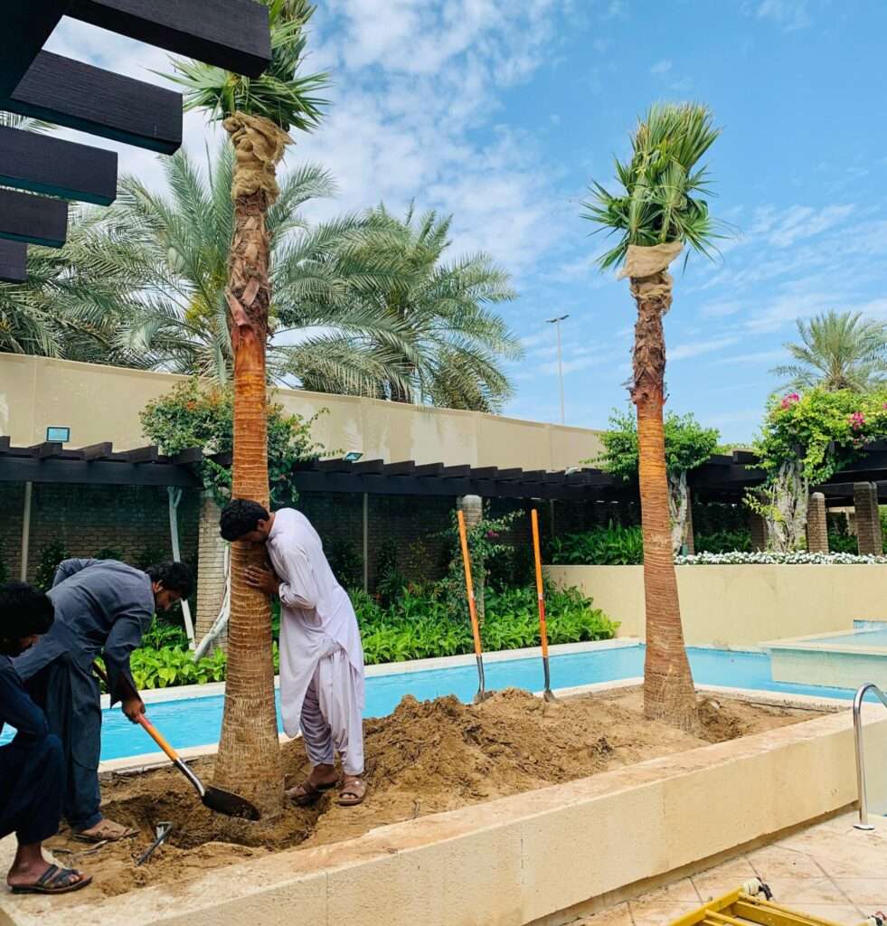 Proscape FM LLC installing date palm and Washingtonia palm trees for White Star General Trading LLC in UAE – expert palm planting and landscaping services."