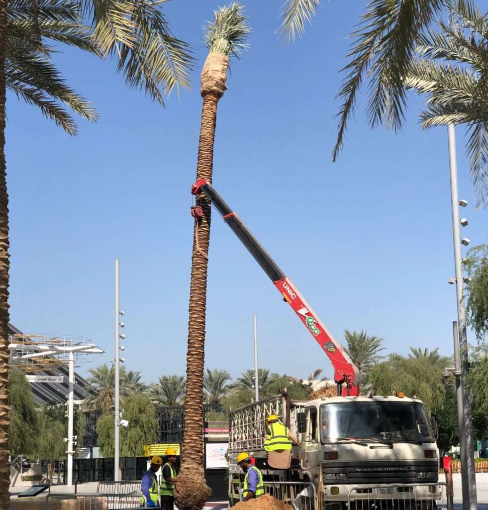"Proscape FM LLC installing date palm and Washingtonia palm trees for Al Sadaam Landscape at Dubai Expo City – professional landscaping and palm tree planting in UAE."