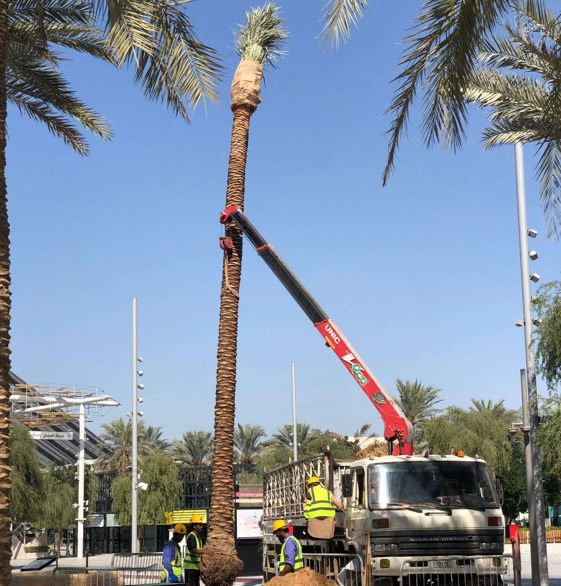 palm tree installation UAE - professional landscaping