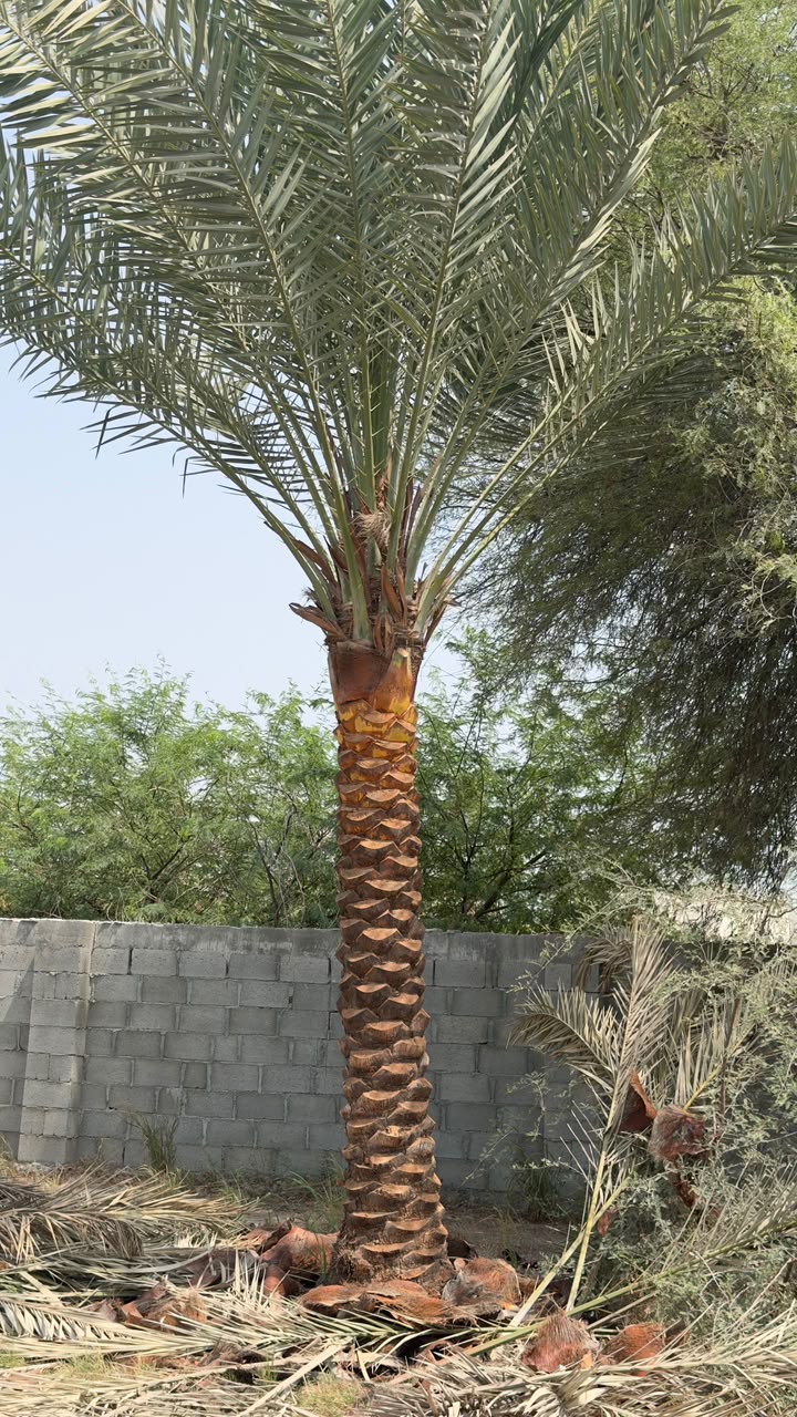 date palm gallery Dubai - premium Phoenix Dactylifera date palm tree UAE from palm tree supplier UAE
