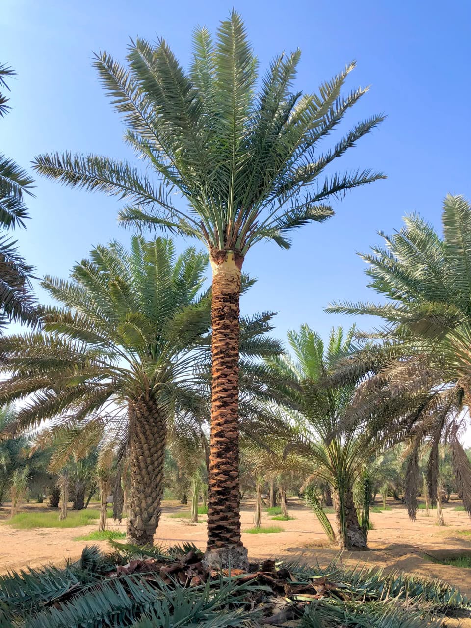 date palm gallery Dubai - mature Phoenix Dactylifera UAE from palm tree supplier UAE