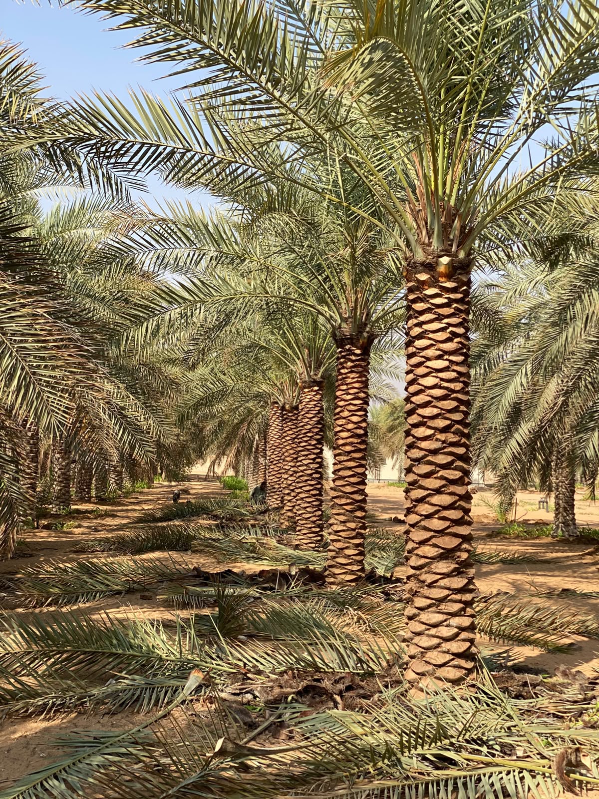 date palm gallery Dubai - date palm landscape design UAE from palm tree supplier UAE