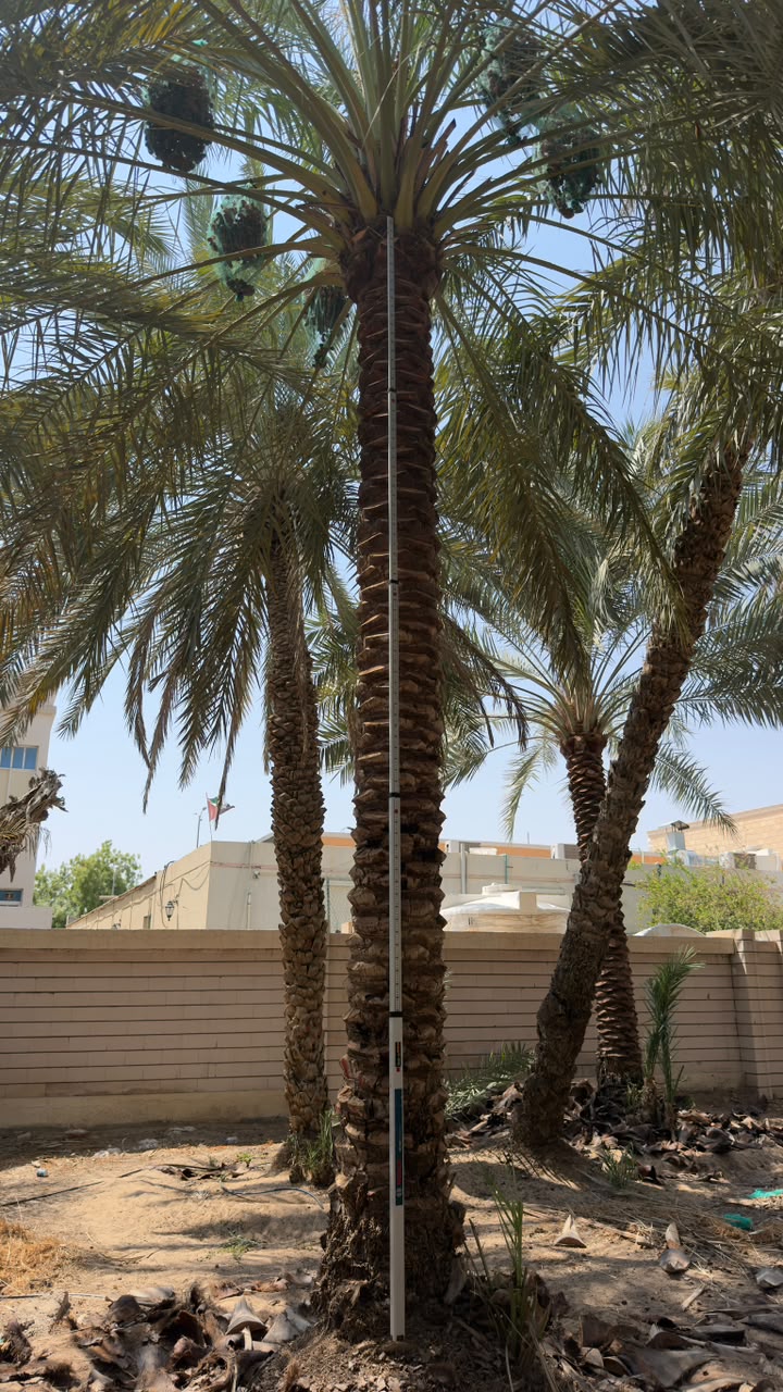 date palm gallery Dubai - residential date palm project UAE from palm tree supplier UAE