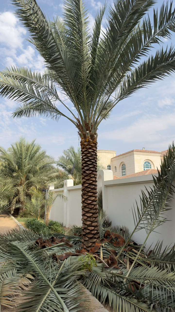 date palm gallery Dubai - estate date palm landscape UAE from palm tree supplier UAE