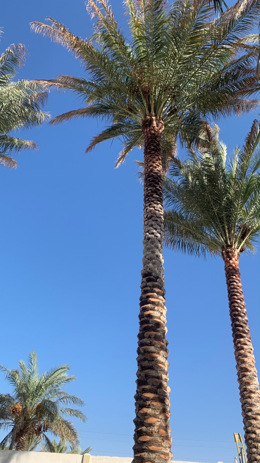 date palm gallery Dubai - luxury garden date palm UAE from palm tree supplier UAE