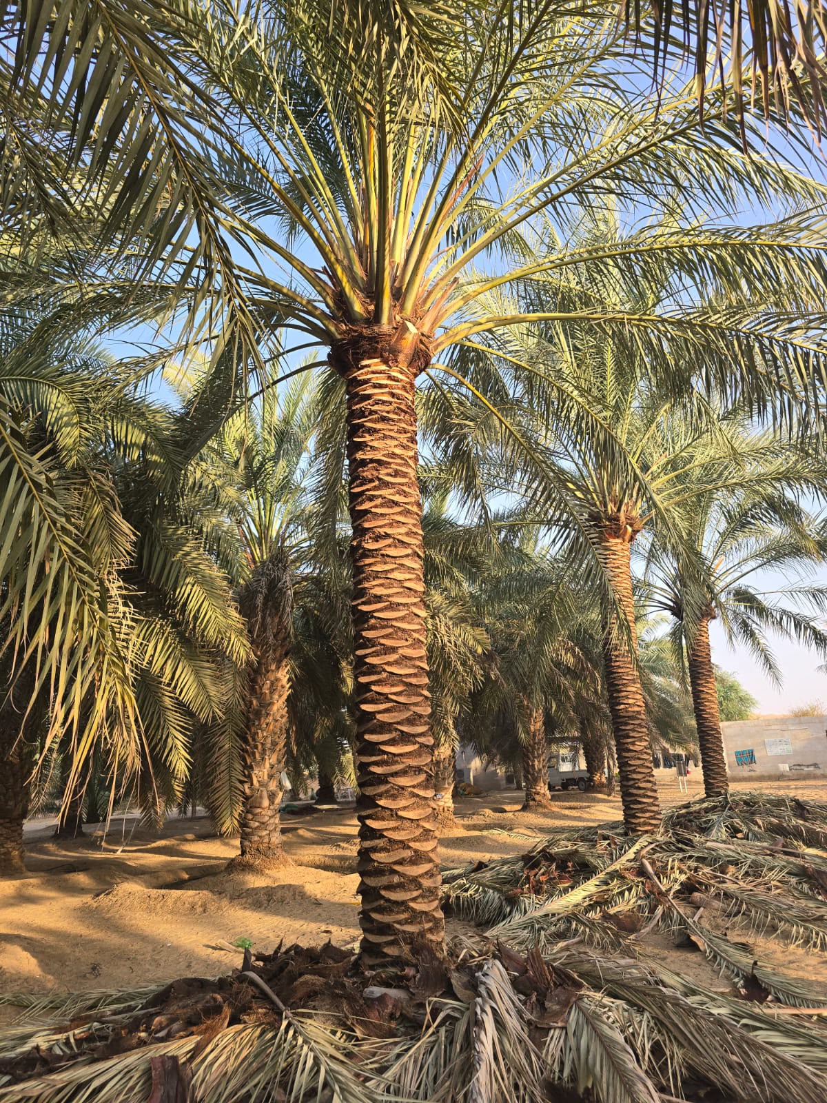 date palm gallery Dubai - golf course date palm UAE from palm tree supplier UAE