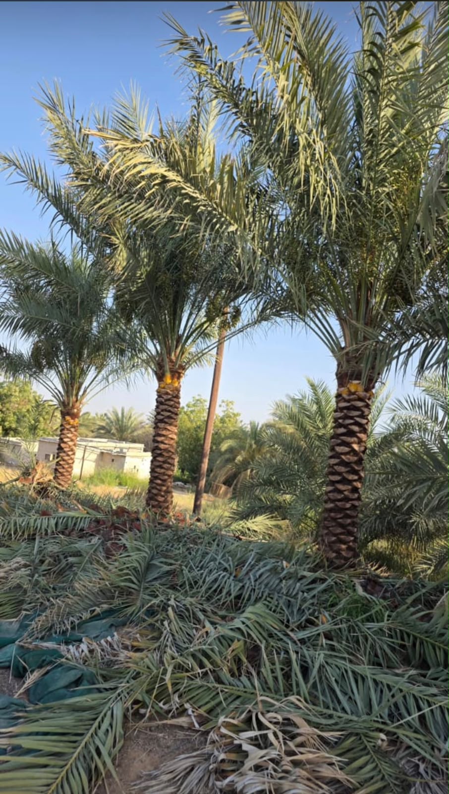 date palm gallery Dubai - avenue date palm planting UAE from palm tree supplier UAE