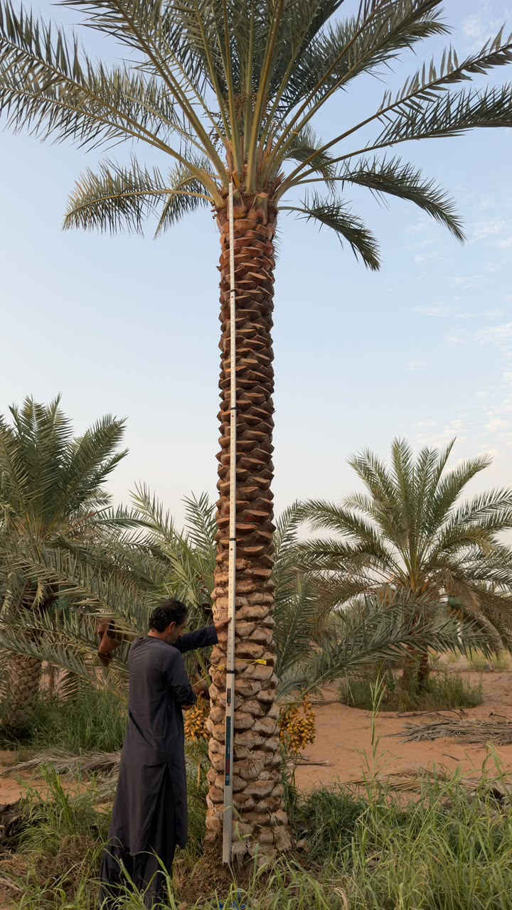 date palm gallery Dubai - resort date palm landscape UAE from palm tree supplier UAE