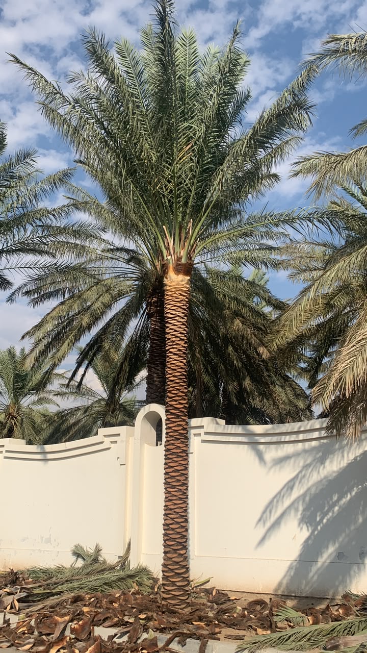 date palm gallery Dubai - public space date palm UAE from palm tree supplier UAE
