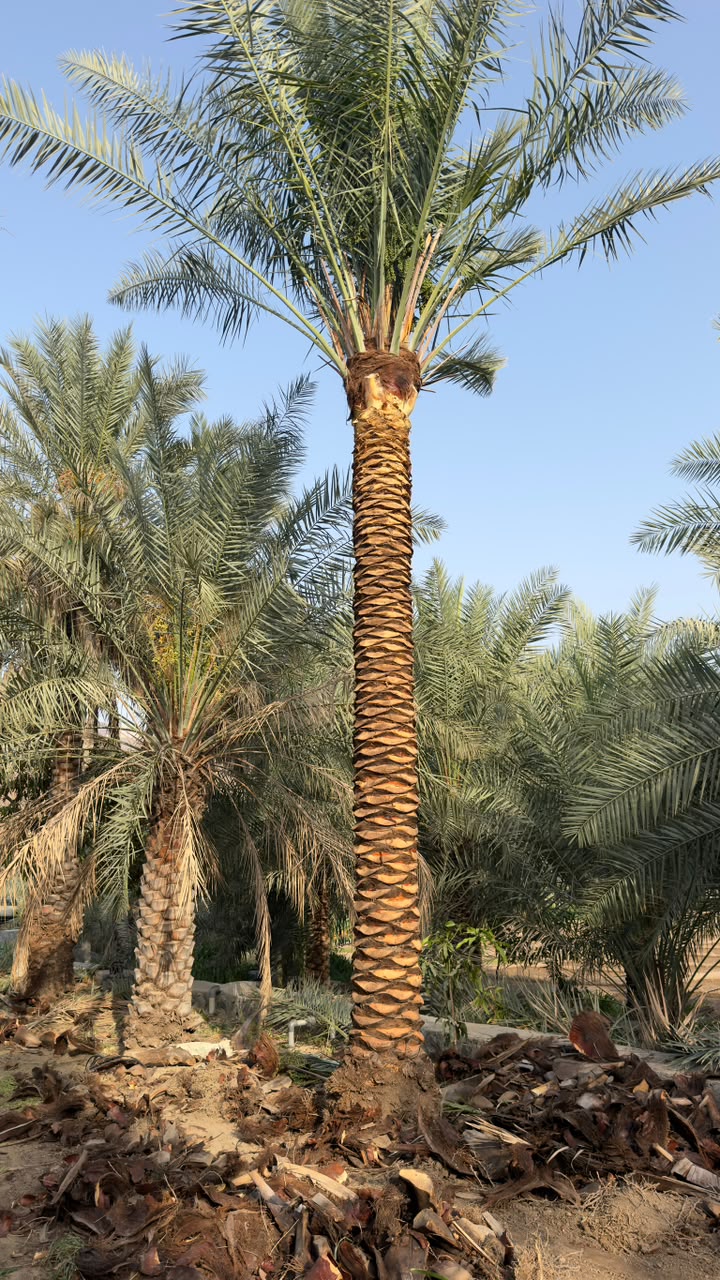 date palm gallery Dubai - hotel date palm landscaping UAE from palm tree supplier UAE