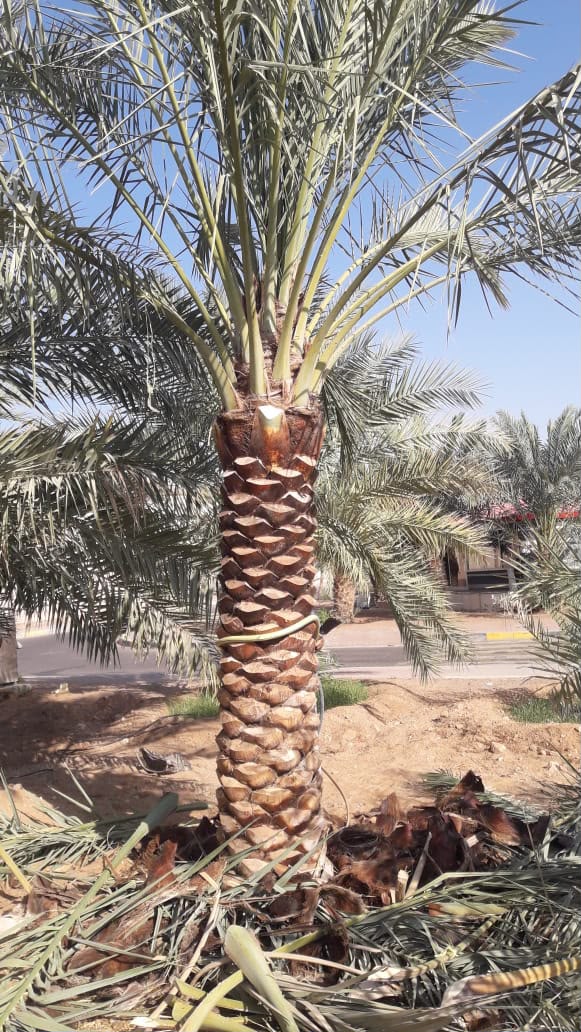 date palm gallery Dubai - date palm landscape installation UAE from palm tree supplier UAE