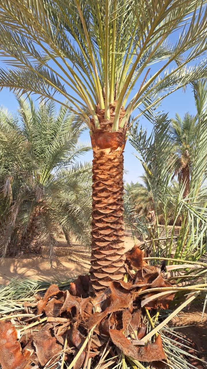 date palm gallery Dubai - farm agriculture date palm UAE from palm tree supplier UAE