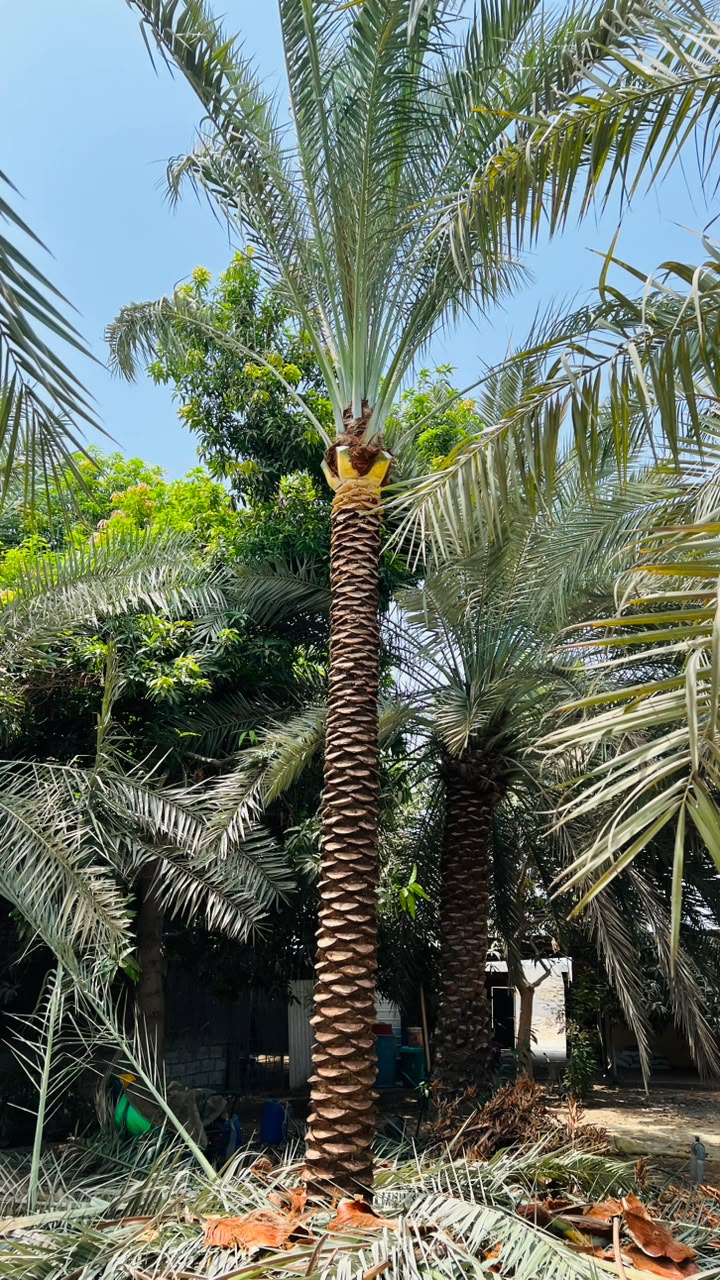date palm gallery Dubai - boulevard date palm UAE from palm tree supplier UAE