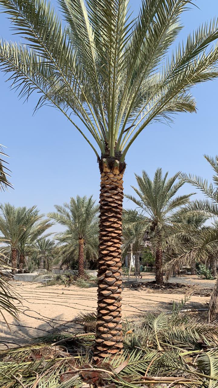 date palm gallery Dubai - complete date palm installation UAE from palm tree supplier UAE