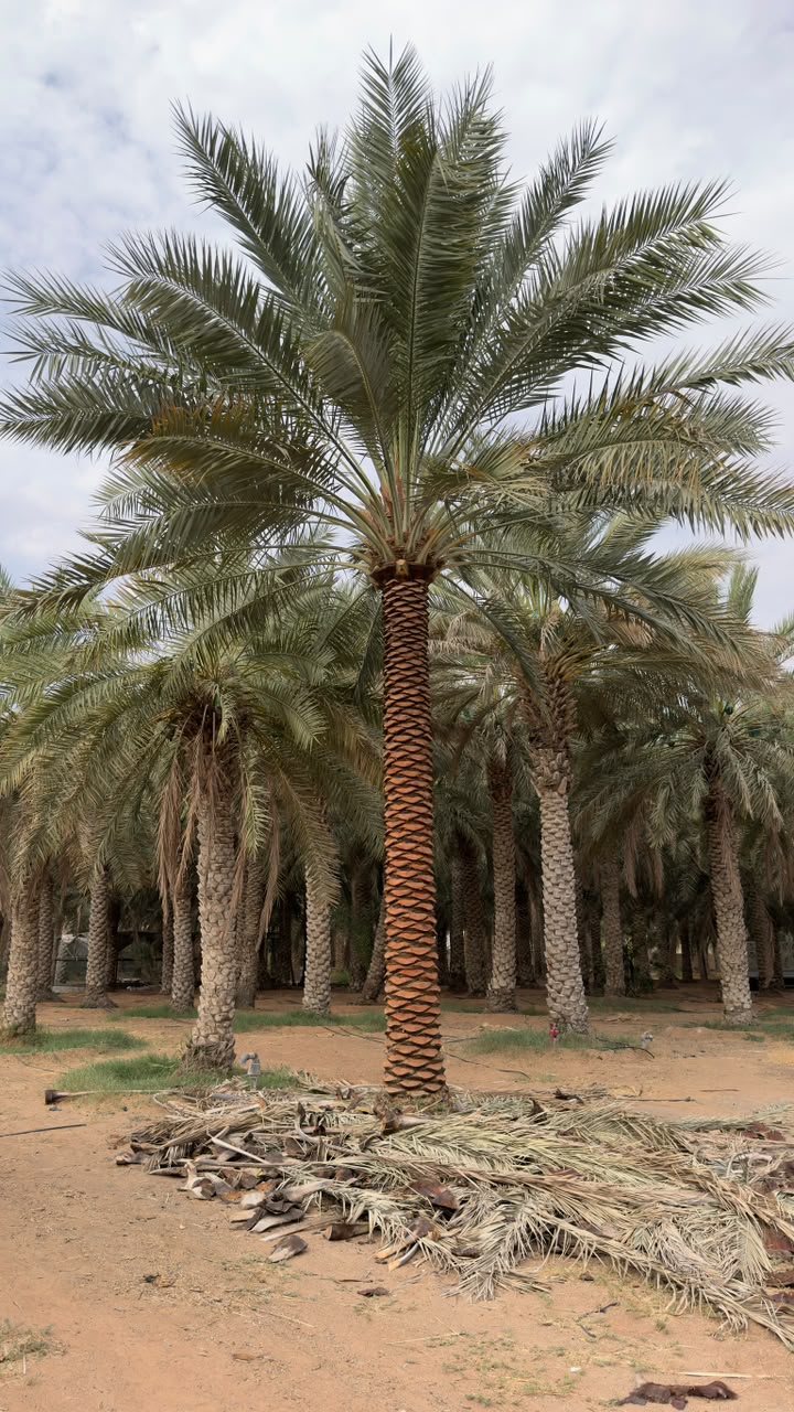 date palm gallery Dubai - mature date palm tree UAE from palm tree supplier UAE