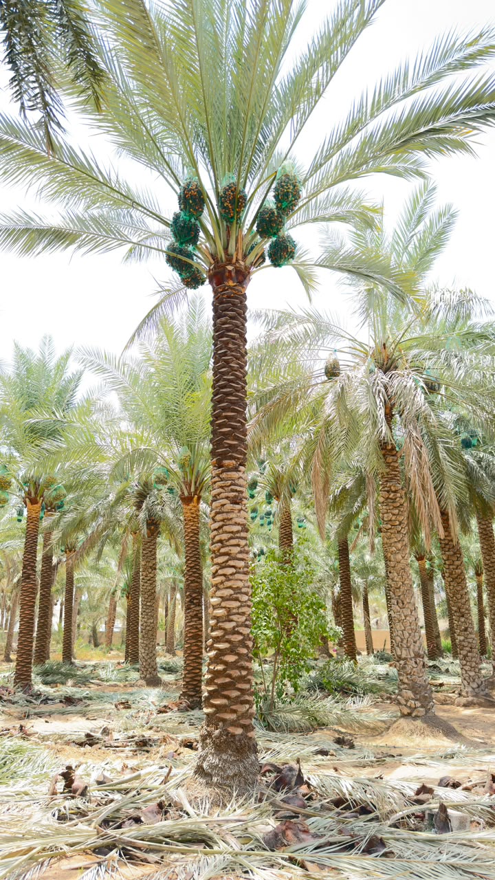 date palm gallery Dubai - premium date palm tree UAE from palm tree supplier UAE