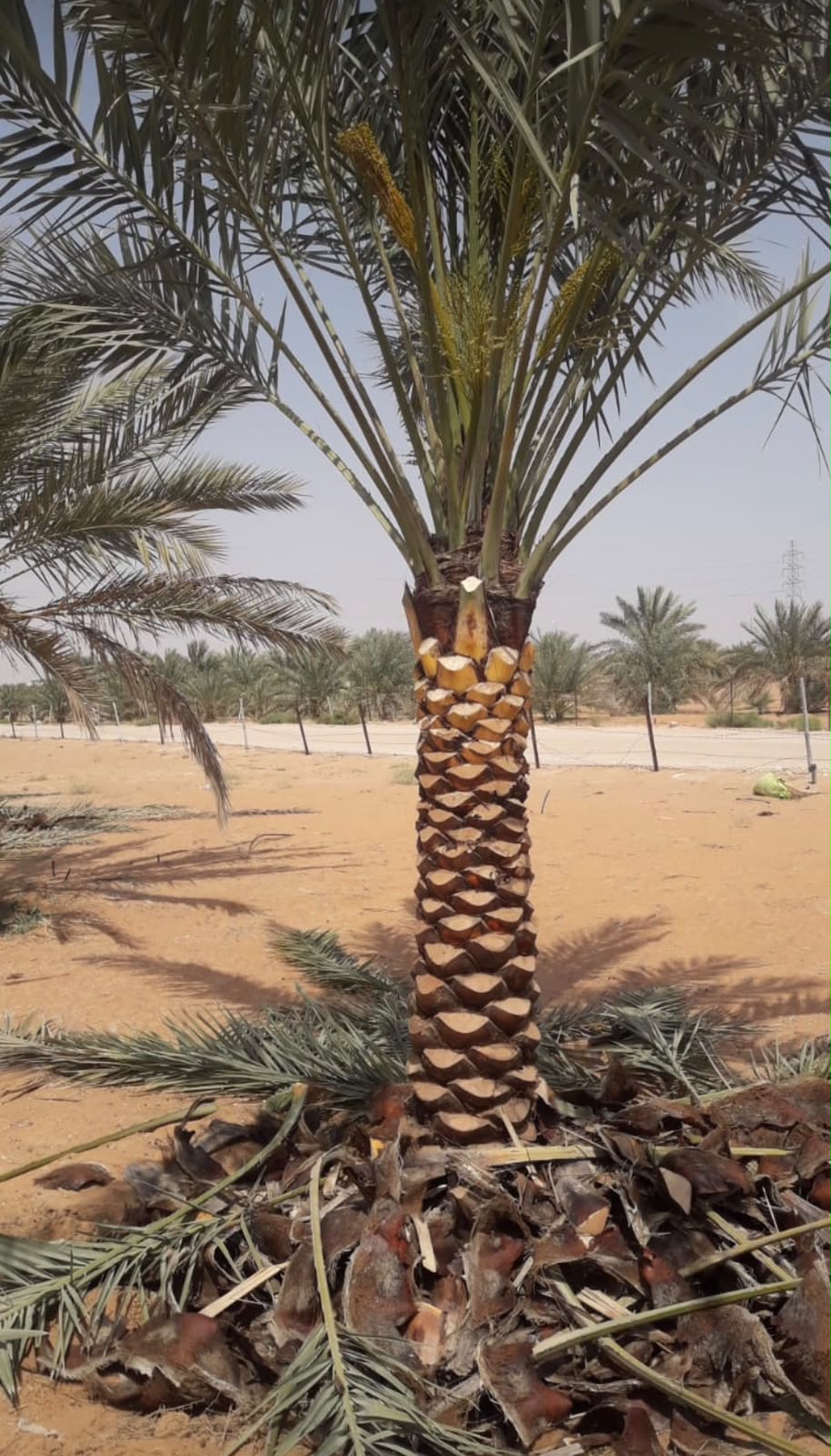 date palm gallery Dubai - date palm garden installation UAE from palm tree supplier UAE