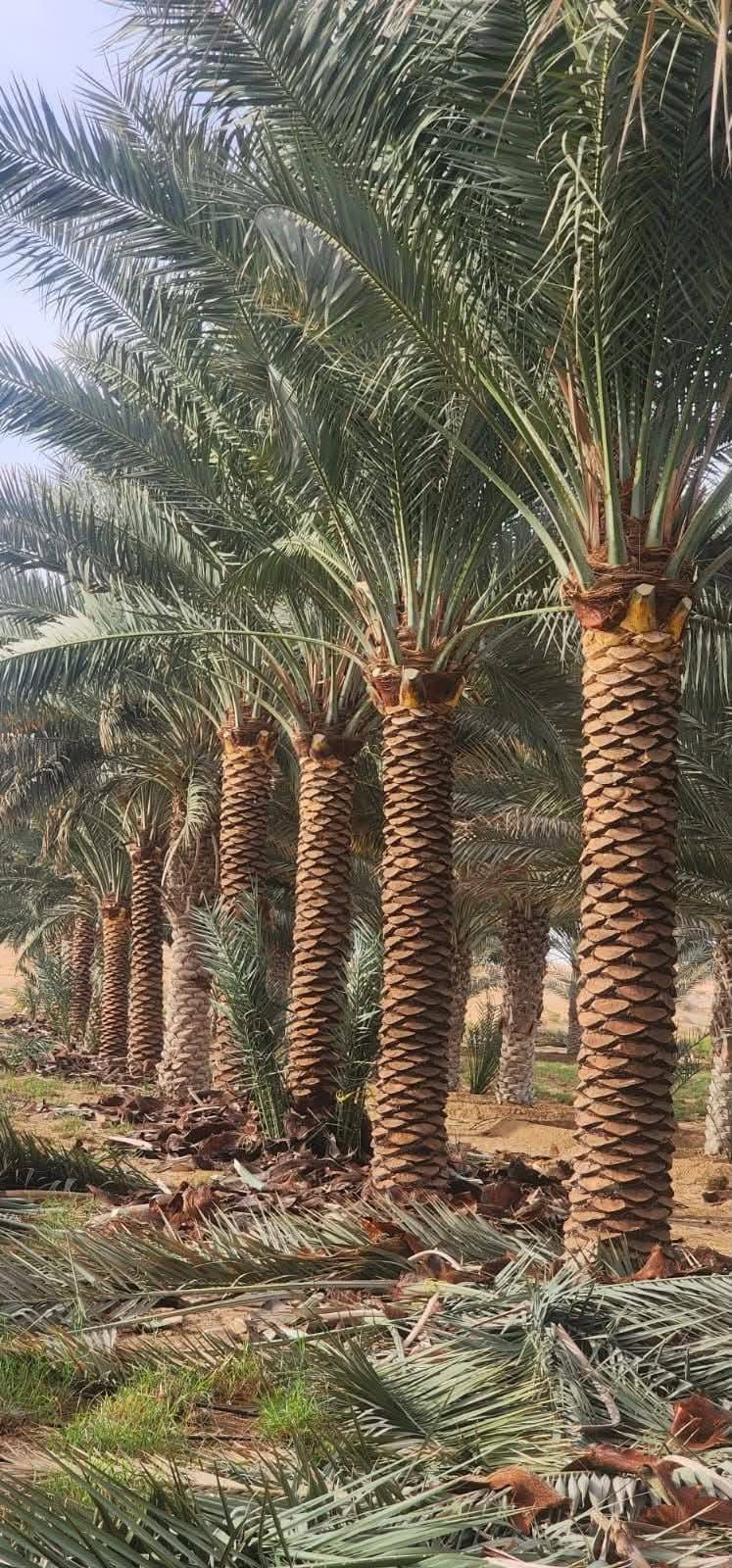 date palm gallery Dubai - date palm landscape project UAE from palm tree supplier UAE